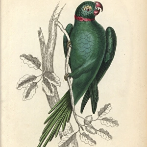 Rose-ringed parakeet, Psittacula torquatus