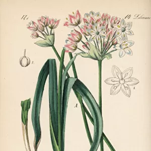 Rosy garlic, Allium roseum