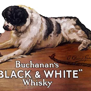 Saint Bernard dog with puppy, Buchanans Whisky
