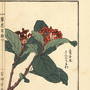 Santanka or jungle geranium, Ixora coccinea