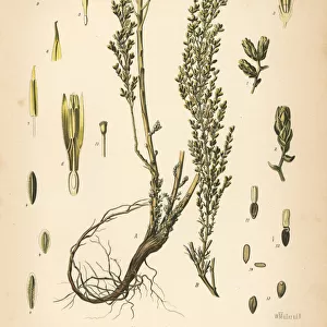 Santonica or wormseed, Artemisia cina