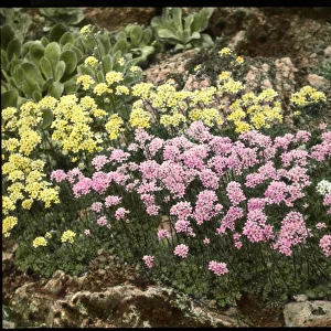 Saxifraga Aizoon, with Lutea and Rosea varieties