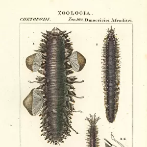Scaleworms or segmented worms