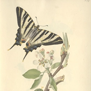 Scarce Swallowtail by John Curtis (1791 - 1862)