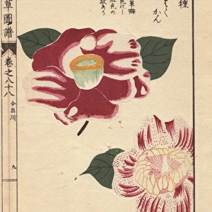 Scarlet and white camellias, Imadegawa