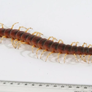 Scolopendra gigantea, giant centipede
