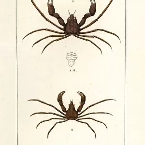 Scorpion spider crab and Leachs spider crab