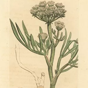 Sea samphire or rock fennel, Crithmum maritimum