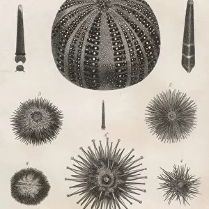 Sea Urchins 1803