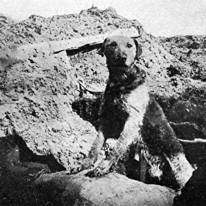Sentry dog, WW1
