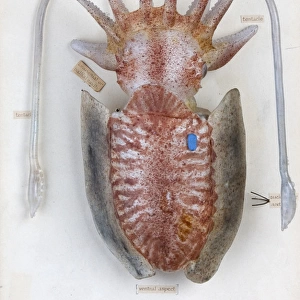 Sepia officinalis, squid