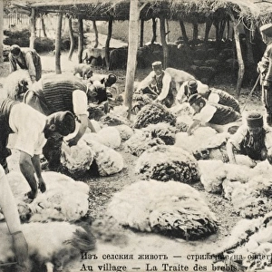 Sheep Shearing in Bulgaria