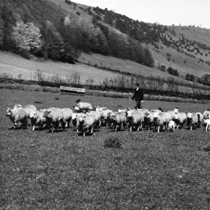 A shepherd bringing in his flock of sheep from the Black Mountains, Wye Valley