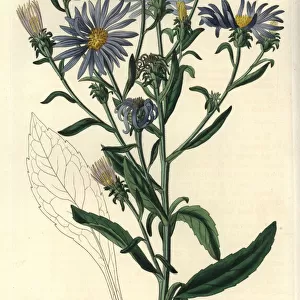 Shewy aster, Aster spectabilis