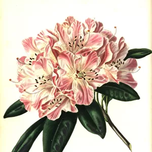 Shewy hybrid rhododendron, Rhododendron caucasico-arboreum