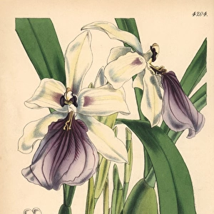 Showy miltonia orchid, Miltonia spectabilis