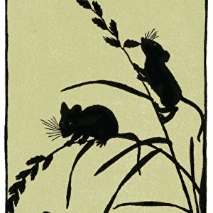 Silhouette of field mice and corn