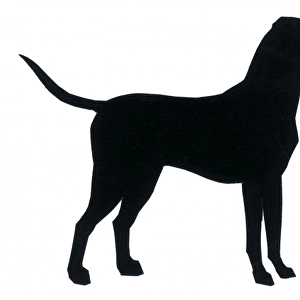 Silhouette of a large dog standing still