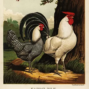 Silver Pencilled Hamburgh cock and hen