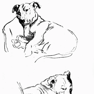 Sketches of a bull terrier by Cecil Aldin