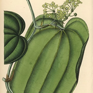 Smilax ornata, sarsaparilla, native to Mexico