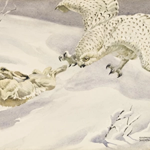 Snowy Owl hunting a Hare
