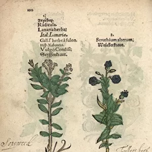 Soapwort or fullers herb, Saponaria officinalis