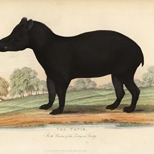 South American tapir, Tapirus terrestris, vulnerable