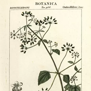 Spananthe paniculata