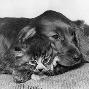 Spaniel and kitten cosying up