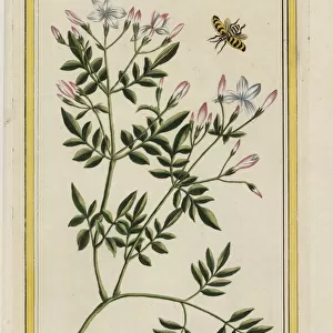Spanish jasmine, Jasminum grandiflorum