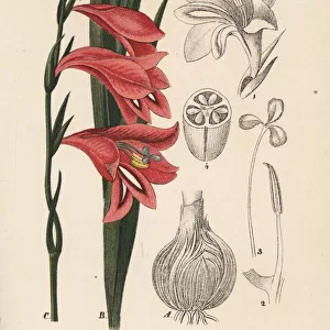 Spear lily or gladiolus, Gladiolus communis