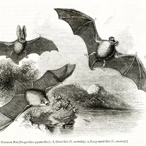 Three species of bat in flight