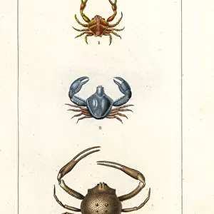 Species of crab