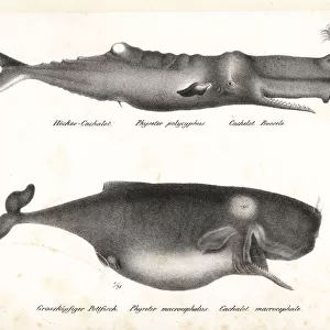 Sperm whale or cachalot, Physeter macrocephalus (vulnerable)
