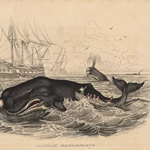 Sperm whale being hunted by whalers, 19th century