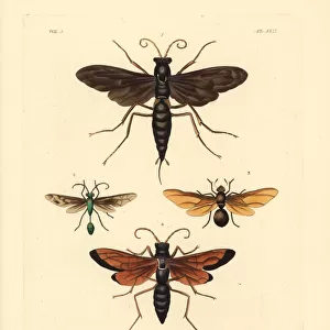 Spider wasps, digger wasp and carpenter ant