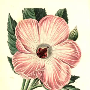 Splendid hibiscus, Hibiscus splendens