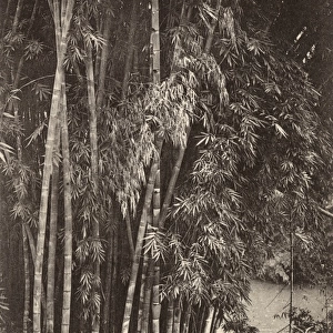 Sri Lanka - Giant Bamboo Plants