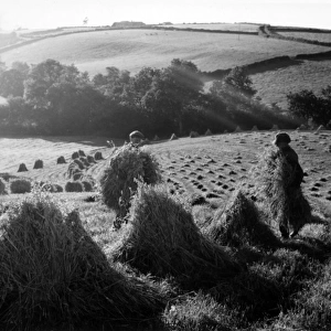 Stooks of wheat at Black Dog, near Crediton, Devon