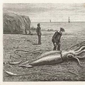 Stranded Squid / Canada