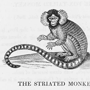 Striated Monkey (Bewick)