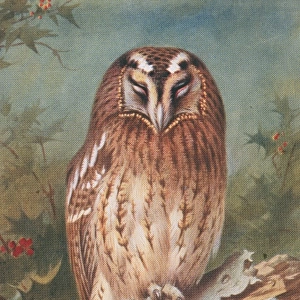 Strix aluco, tawny owl