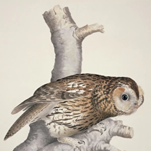 Strix aluco, tawny owl