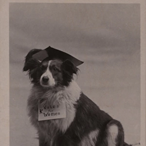 Suffragette Dog Home from College
