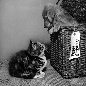 Susi - looking out of a basket at a kitten