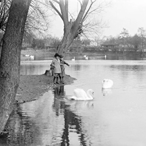 Swans at Chelmsford