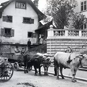 Switzerland - milk cart and ox cart