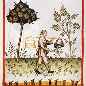 Tacuinum Sanitatis. 14th century. Farmer carrying a bucket o