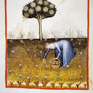 Tacuinum Sanitatis. Late 14th century. Peasant picking saffr